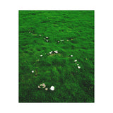 "Fairy Rings on Green" on Premium Matte Poster