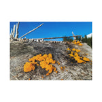 "Tremella Skies" on Fine Art Postcard