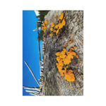 "Tremella Skies" on Fine Art Postcard